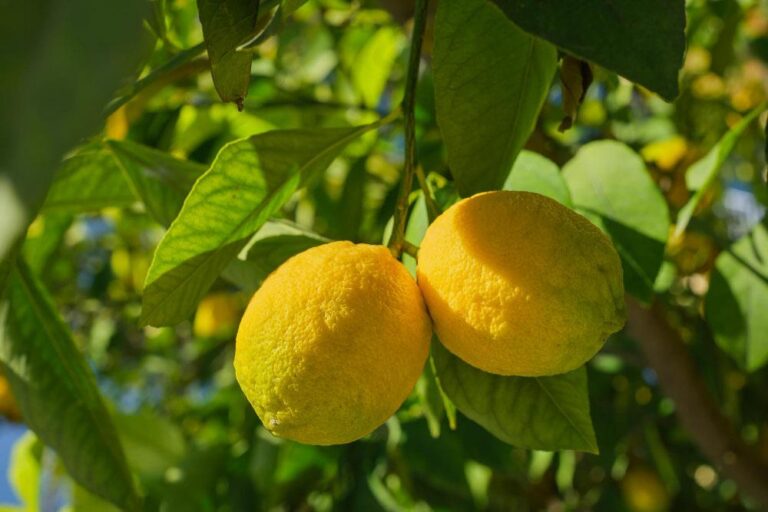 Limoni di Sicilia