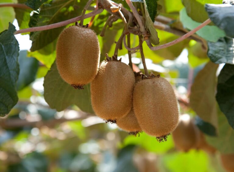 KIWI